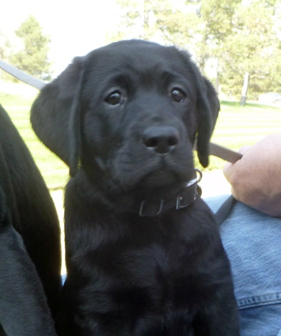 Fable - 13 September 2014