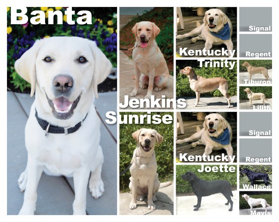 Banta 8x10 photo pedigree