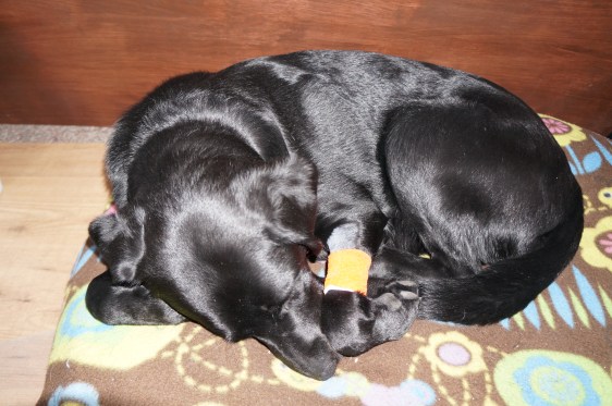 Fable after her surgery